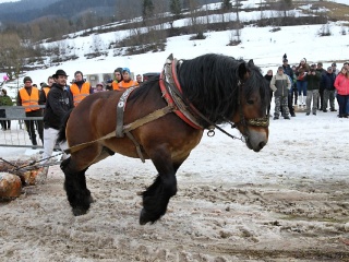 Preteky gazdovských koní 2019-343