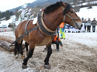 Preteky gazdovských koní 2019-358