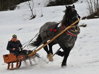 Preteky gazdovských koní 2019-455