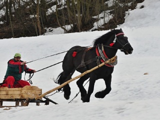 Preteky gazdovských koní 2019-460