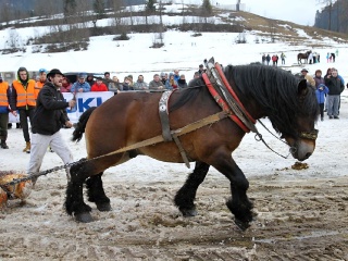 Preteky gazdovských koní 2019-344