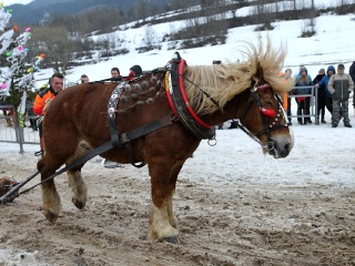 Preteky gazdovských koní 2019-357