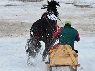 Preteky gazdovských koní 2019-463