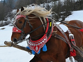 Preteky gazdovských koní 2019-471