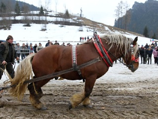 Preteky gazdovských koní 2019-351