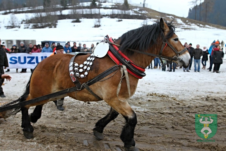 Preteky gazdovských koní 2019-366