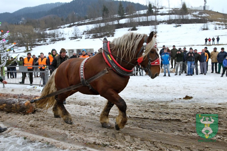 Preteky gazdovských koní 2019-350