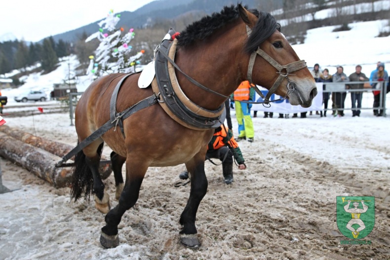 Preteky gazdovských koní 2019-358
