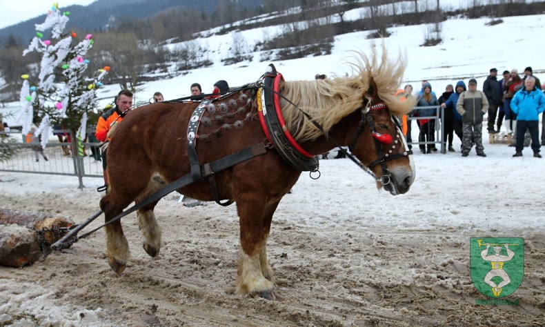 Preteky gazdovských koní 2019-357