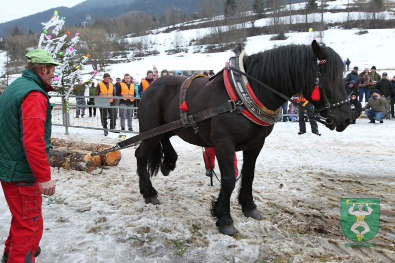 Preteky gazdovských koní 2019-333
