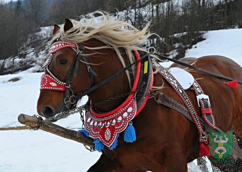 Preteky gazdovských koní 2019-471