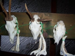 Výstava poľovníckych trofejí 6