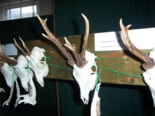 Výstava poľovníckych trofejí 5