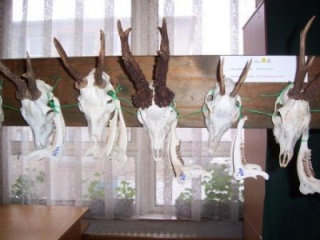 Výstava poľovníckych trofejí 1