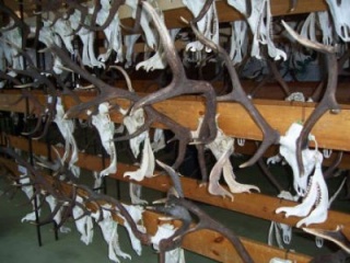 Výstava poľovníckych trofejí 4