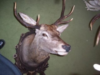 Výstava poľovníckych trofejí 7