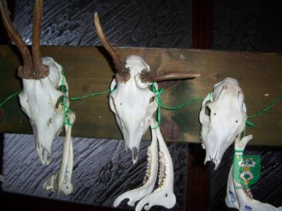 Výstava poľovníckych trofejí 6