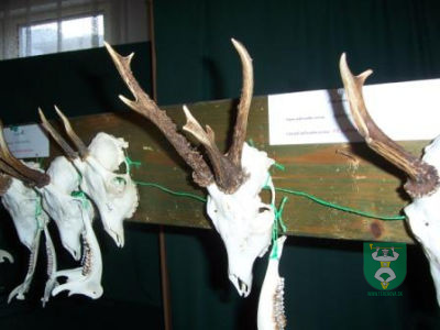 Výstava poľovníckych trofejí 5