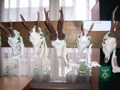 Výstava poľovníckych trofejí 1