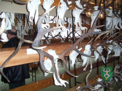 Výstava poľovníckych trofejí 3