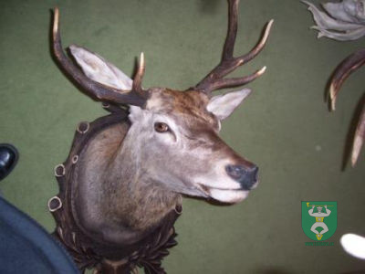 Výstava poľovníckych trofejí 7